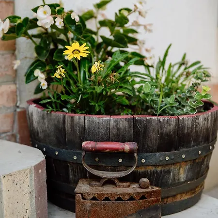 Nemeth Tanya Vendeghaz