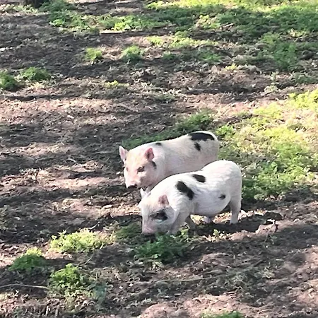 Nemeth Tanya Vendeghaz Εξοχικό σπίτι Pusztaszer